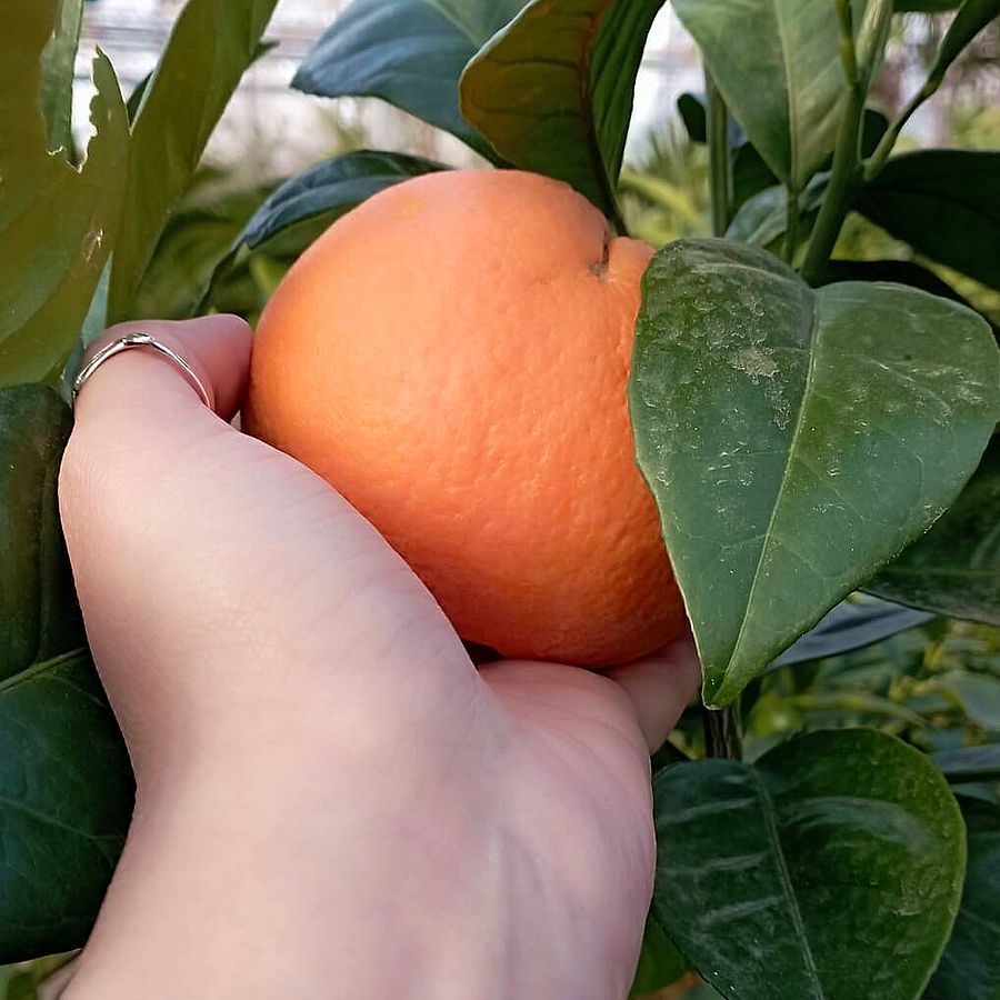 Narancs Citrus sinensis